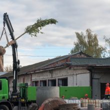 Kauną pasiekė pirmieji liepų sodinukai