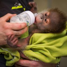 Berlyno zoologijos sodo žvaigždė orangutanė Riekė iškeliauja į Angliją 