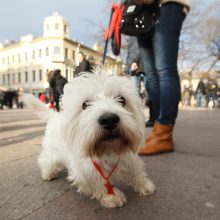 Vakarų Škotijos baltųjų terjerų eisena Kaune