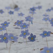 V. Landsbergiui įteiktas „Neužmirštuolės“ medalis