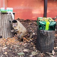 Zoologijos sode – kasmetinė akcija „Gilė“