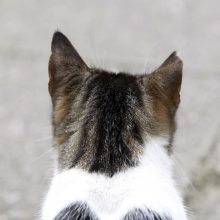 Paprastai sterilizaciją atliekantys veterinarai kerpa katėms vieną ausį, kad kiekvienas žmogus suprastų, jog gyvūnas yra nevaisingas.