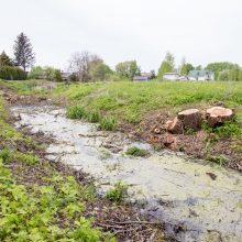 Aleksotiškiai piktinasi: nupjovus medžius, pradingo paukščiai