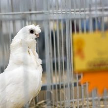 Kaunietis apie sparnuotus taikos simbolius: jie sektinas pavyzdys mums