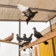 Kaunietis apie sparnuotus taikos simbolius: jie sektinas pavyzdys mums