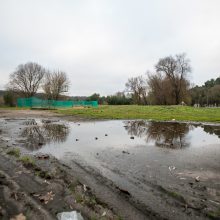 Panemunės šilo pertvarkos: kokie darbai padaryti?