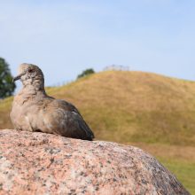 Kęstas pritūpė nuotraukai ant Pagramančio piliakalnio akmens