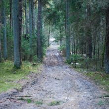 Kurortinės Kulautuvos miško genocidas: kas iš jo pelnosi?