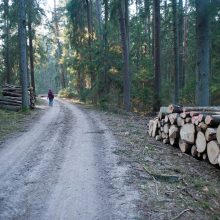 Kurortinės Kulautuvos miško genocidas: kas iš jo pelnosi?