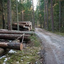 Kurortinės Kulautuvos miško genocidas: kas iš jo pelnosi?