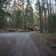 Kurortinės Kulautuvos miško genocidas: kas iš jo pelnosi?