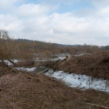 Kačerginėje – ginčai dėl medžių