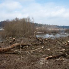 Kačerginėje – ginčai dėl medžių