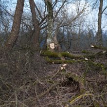 Kačerginėje – ginčai dėl medžių