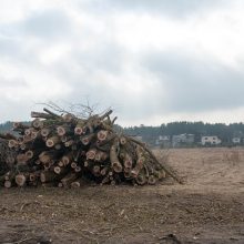 Kačerginėje – ginčai dėl medžių