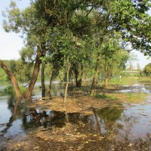 Patvinęs Nemunas užliejo dalį Panemunės paplūdimio