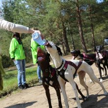 Jadagoniuose šuoliavo šunų kinkiniai