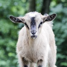 Suskaičiuokime jauniklius Lietuvos zoologijos sode