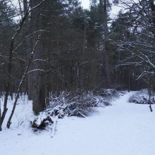 Tvarkomas vilniečių mėgstamas Vingio parkas