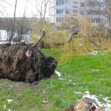 Kaunietį pribloškė vaizdas prie namų: išvirto net keli medžiai