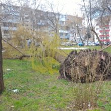 Kaunietį pribloškė vaizdas prie namų: išvirto net keli medžiai