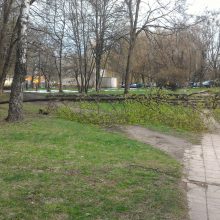 Kaunietį pribloškė vaizdas prie namų: išvirto net keli medžiai