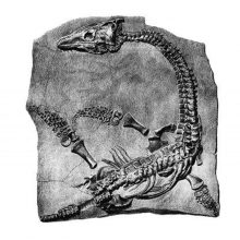 Kaip savamokslė fosilijų medžiotoja padėjo iššifruoti Žemės praeitį?