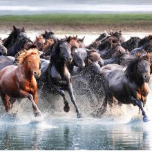 Arklio metams – įspūdinga fotosesija
