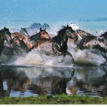 Arklio metams – įspūdinga fotosesija