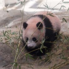 Mažylė panda pirmą kartą debiutavo prieš kameras