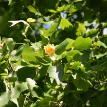 Tikrąją vasaros pradžią Botanikos sode skelbia pražydę tulpmedžiai