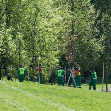 Vilnius sodina daugiau kaip 5 tūkst. naujų medžių