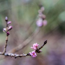 Botanikos sode kvepia pavasariu – sprogsta medžių pumpurai ir skleidžiasi gėlės