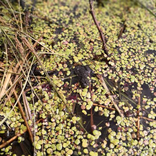 Raudonpilvės kūmutės ir baliniai vėžliai paleisti į gamtą  © Lietuvos zoologijos sodo nuotr.