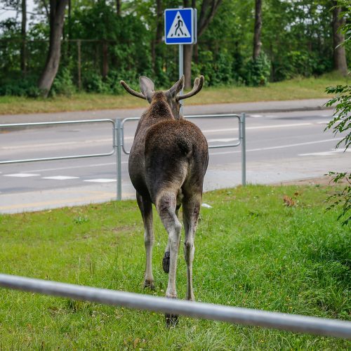 Briedis miesto gatvėmis  © Vytauto Petriko nuotr.