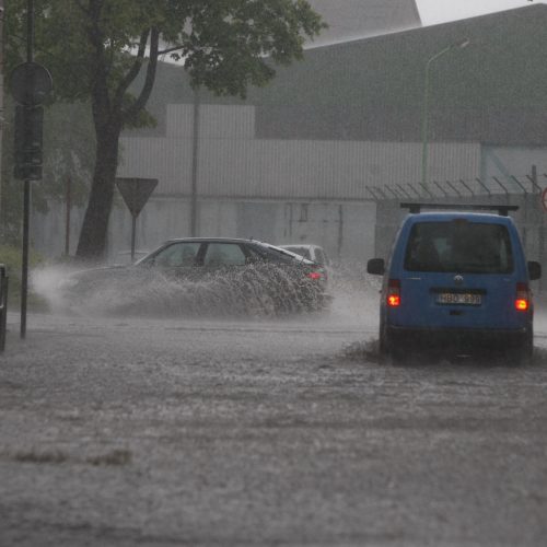 Liūtis Klaipėdoje  © Vytauto Liaudanskio nuotr.