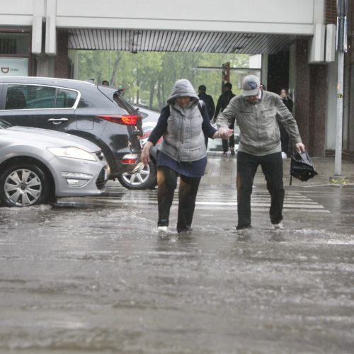 Liūtis Klaipėdoje  © Vytauto Liaudanskio nuotr.