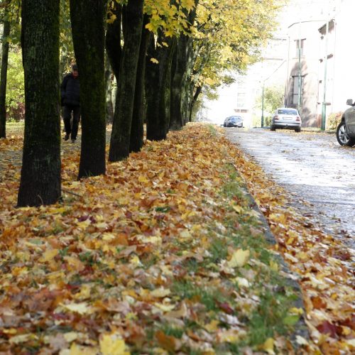 Prapliupus lietui, krintantys lapai pridaro bėdų: technika gatvėse sukinėsis dažniau  © Vytauto Liaudanskio nuotr.