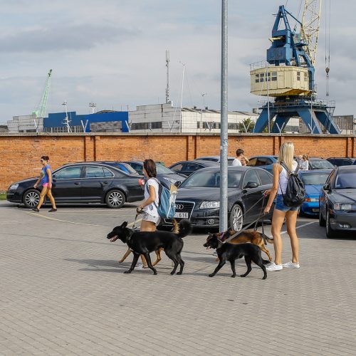 Tarptautinei benamių gyvūnų dienai – simbolinis žygis  © Vytauto Petriko nuotr.