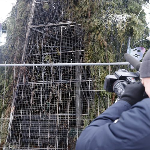 Kauno Rotušės aikštėje padegta miesto Kalėdų eglė  © Laimučio Brundzos nuotr.