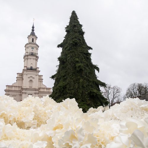 Rotušės aikštėje puošiama Kalėdų eglė  © Justinos Lasauskaitės nuotr.