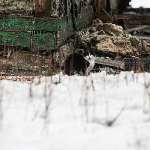  Spaudos konferencija dėl žūčių gaisruose Nemenčinėje  © P. Peleckio / „BNS Foto“ nuotr.