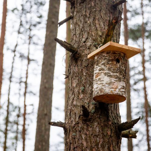 Grįžtantiems paukščiams – nauji inkilai  © I. Gelūno / Fotobanko nuotr.