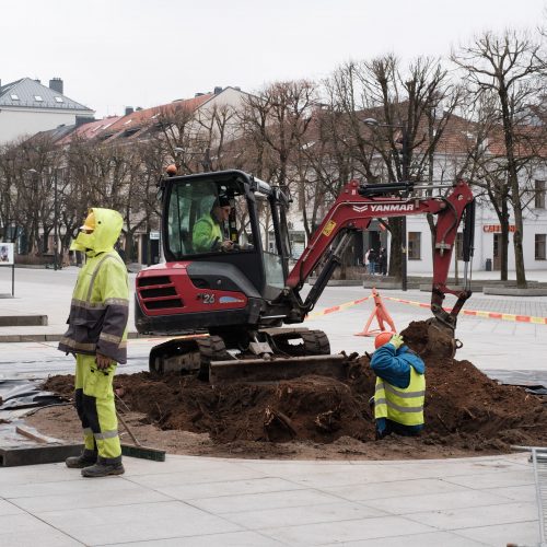 Naujai susodintos liepos Laisvės alėjoje  © Edgaro Cickevičiaus nuotr.