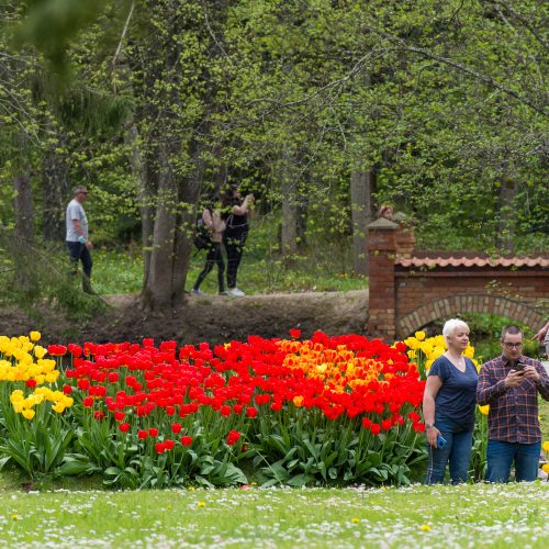 Burbiškio dvaro parke – tulpių jūra  © Butauto Barausko nuotr.