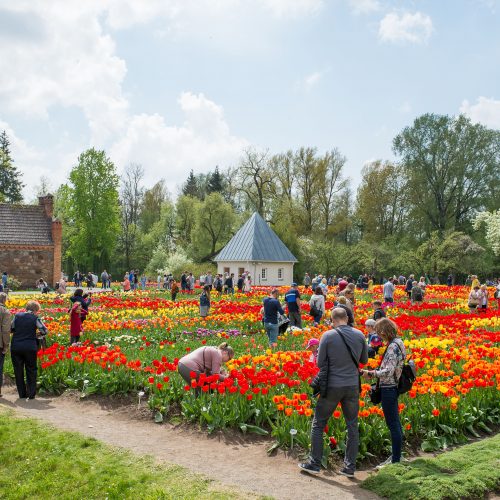 Burbiškio dvaro parke – tulpių jūra  © Butauto Barausko nuotr.