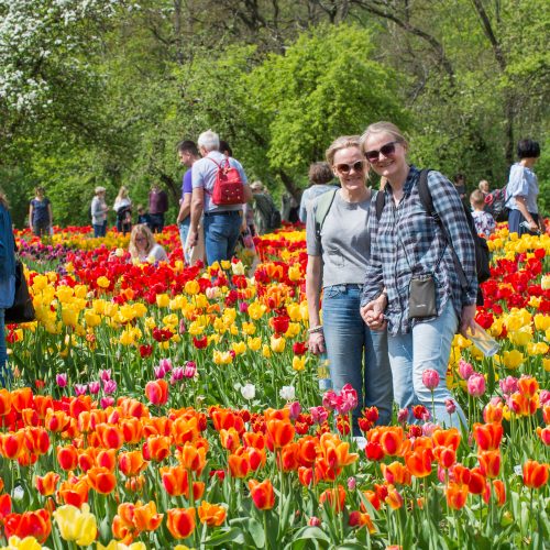 Burbiškio dvaro parke – tulpių jūra  © Butauto Barausko nuotr.