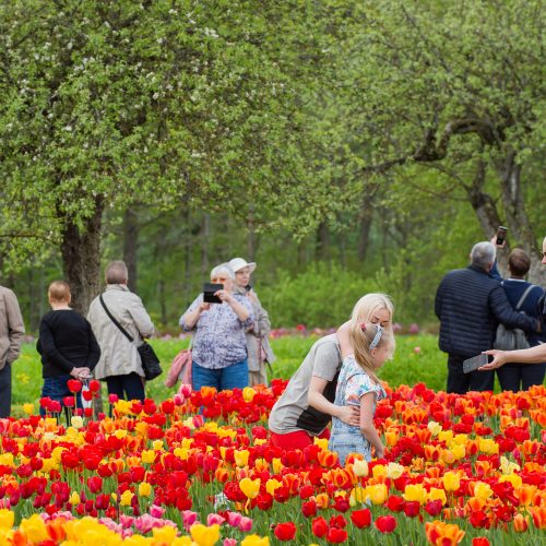 Burbiškio dvaro parke – tulpių jūra  © Butauto Barausko nuotr.