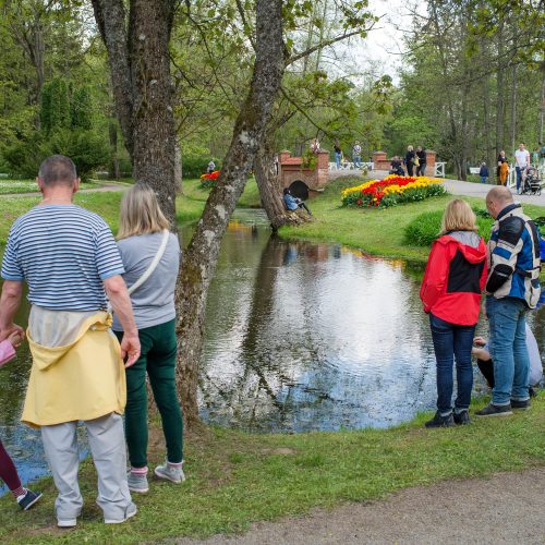 Burbiškio dvaro parke – tulpių jūra  © Butauto Barausko nuotr.