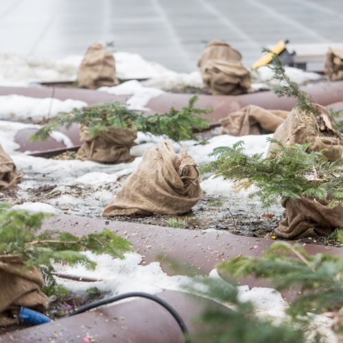 Nukapotos eglutės prie Kauno miesto savivaldybės  © Vilmanto Raupelio nuotr.